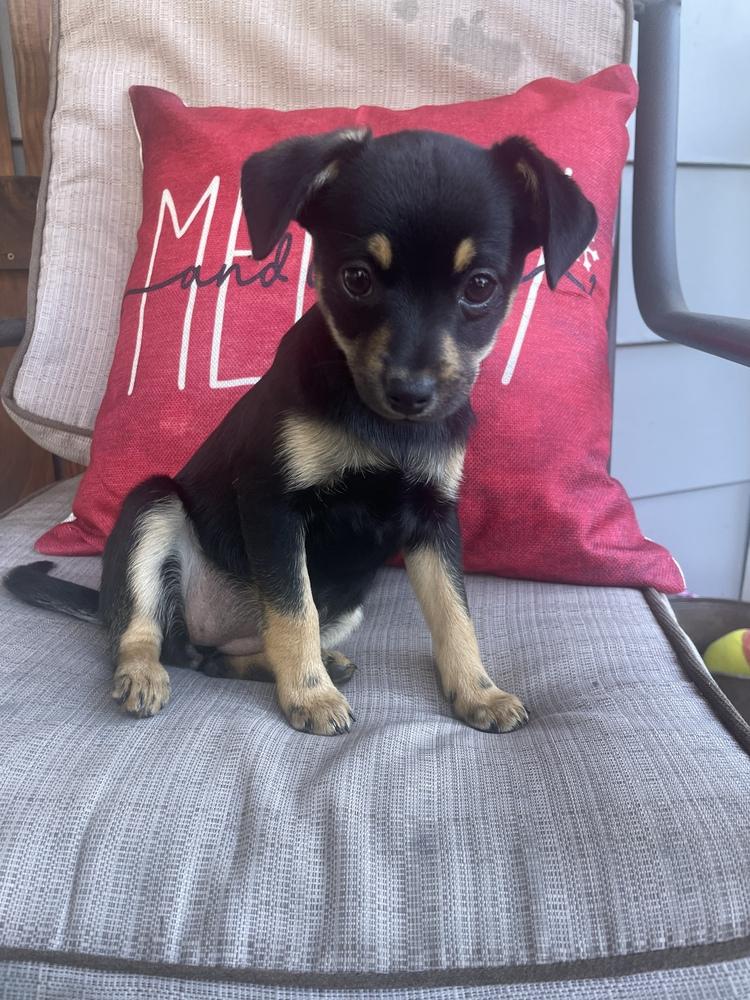 Enlarge Sunny and Winston, a Adoptable mixed breed in Cedartown, GA image 5/5