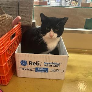 Doolittle, Adoptable, Adult Male Domestic Short Hair.