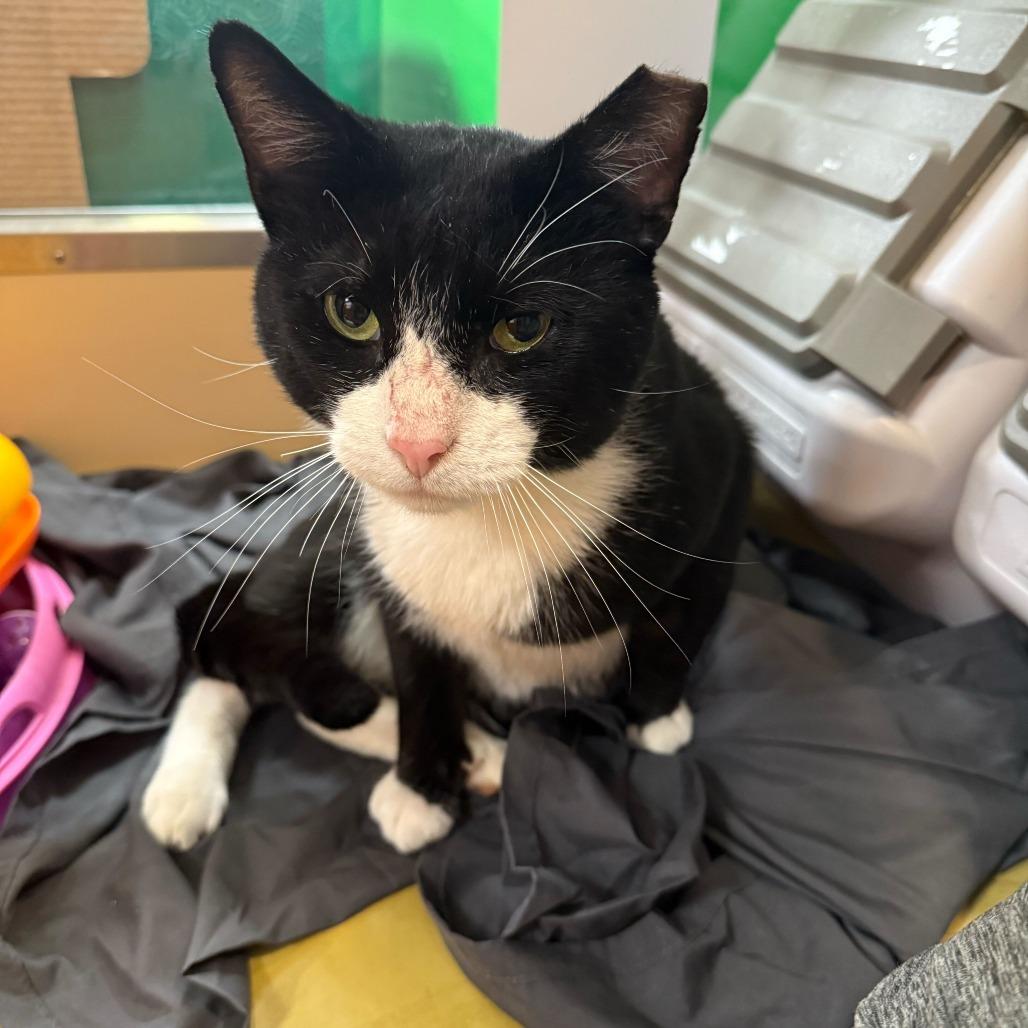 Doolittle, Adoptable, Adult Male Domestic Short Hair.