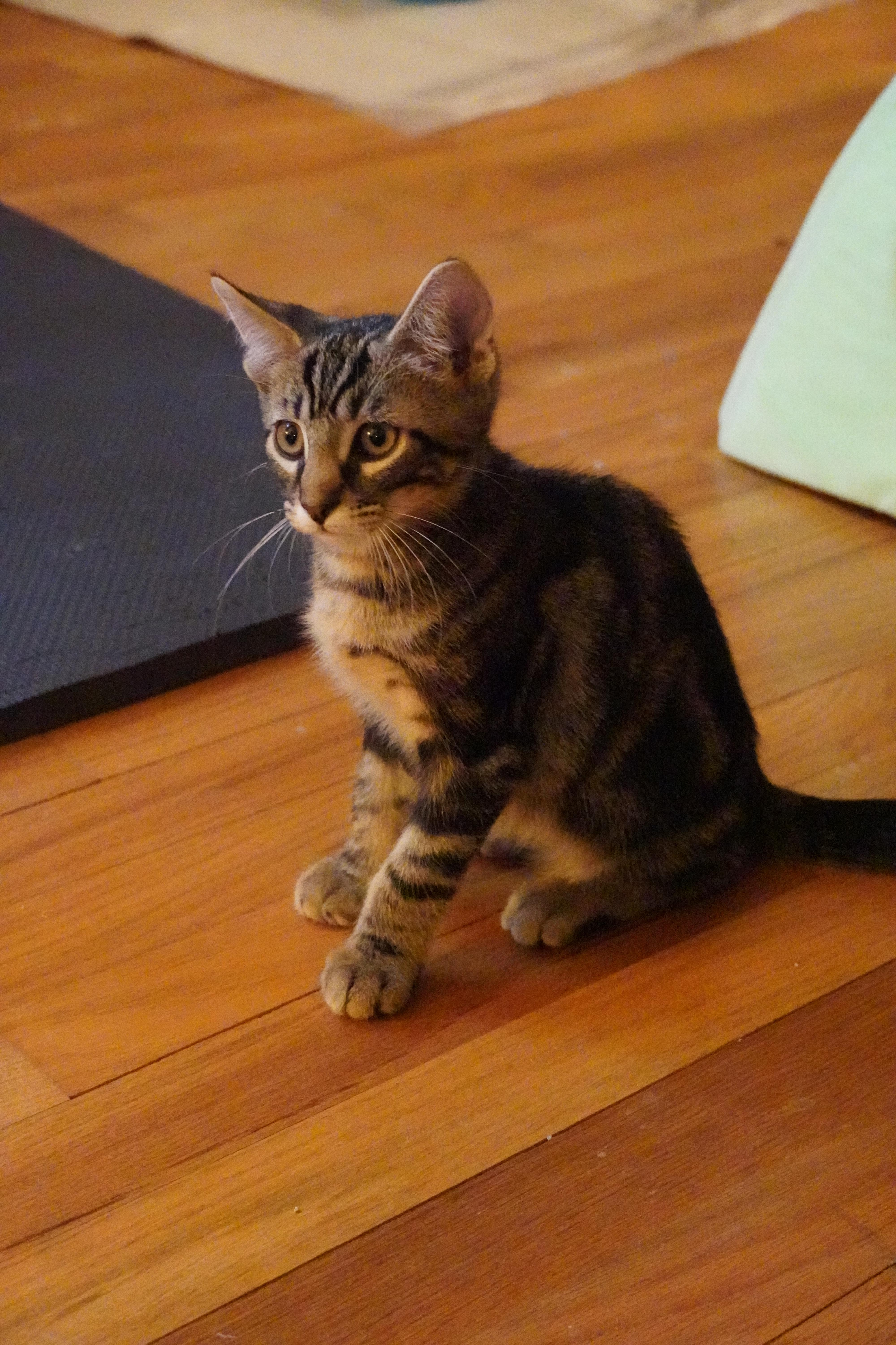 Arthur, a Adopted mixed breed in Hershey, PA image 1/6