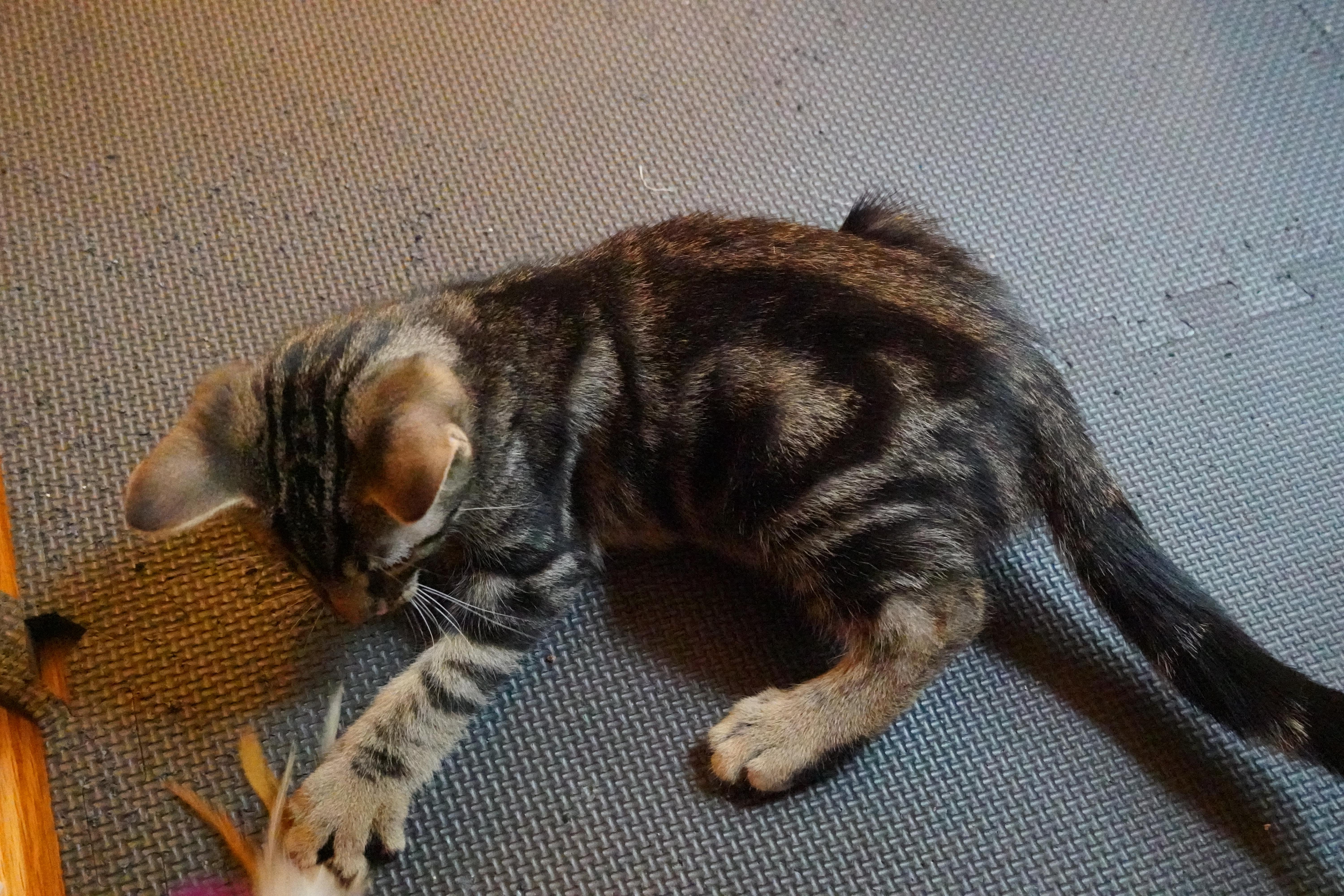 Arthur, a Adopted mixed breed in Hershey, PA image 2/6