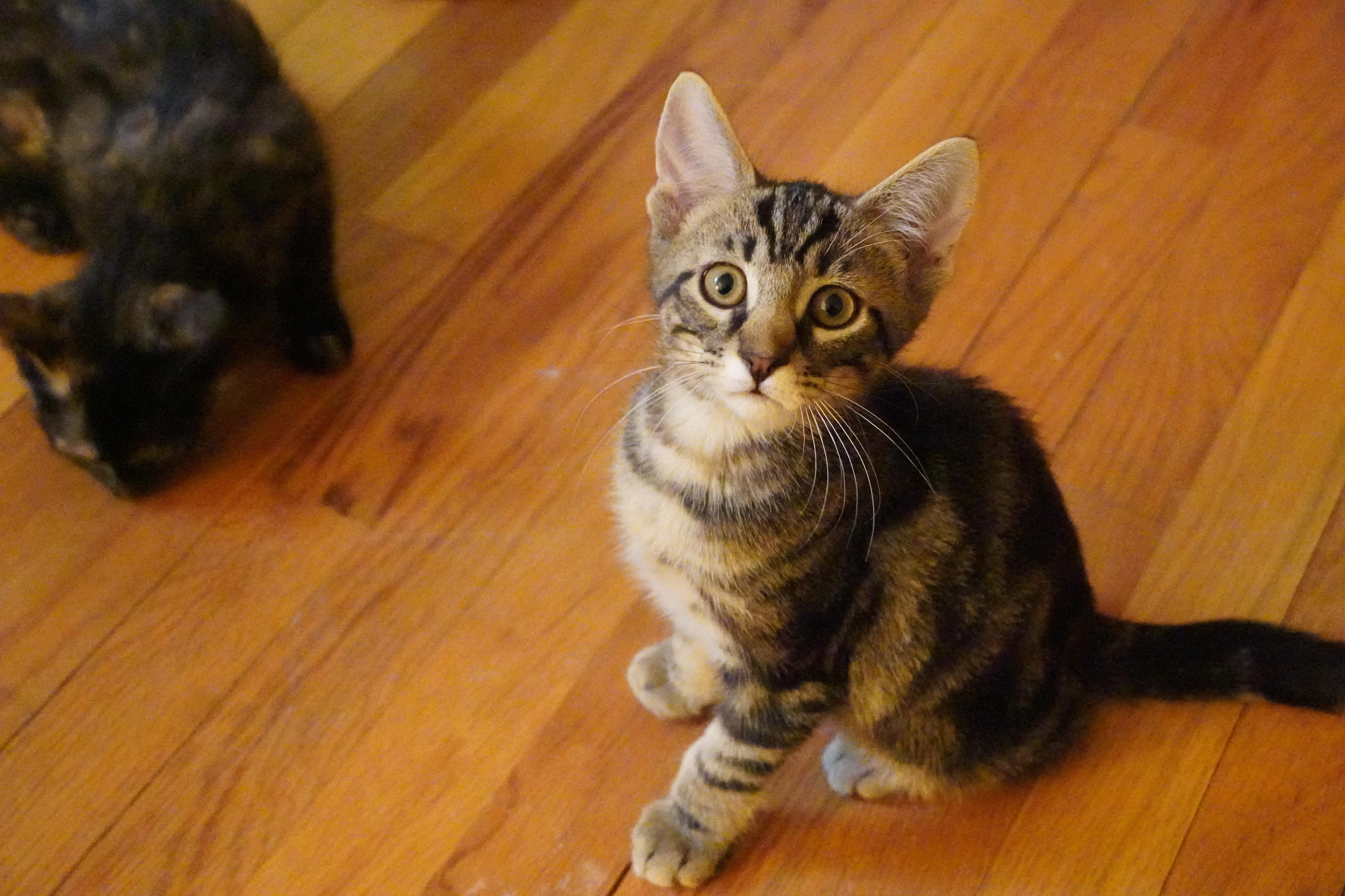 Arthur, a Adopted mixed breed in Hershey, PA image 3/6