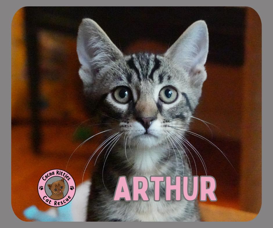 Arthur, a Adopted mixed breed in Hershey, PA image 5/6