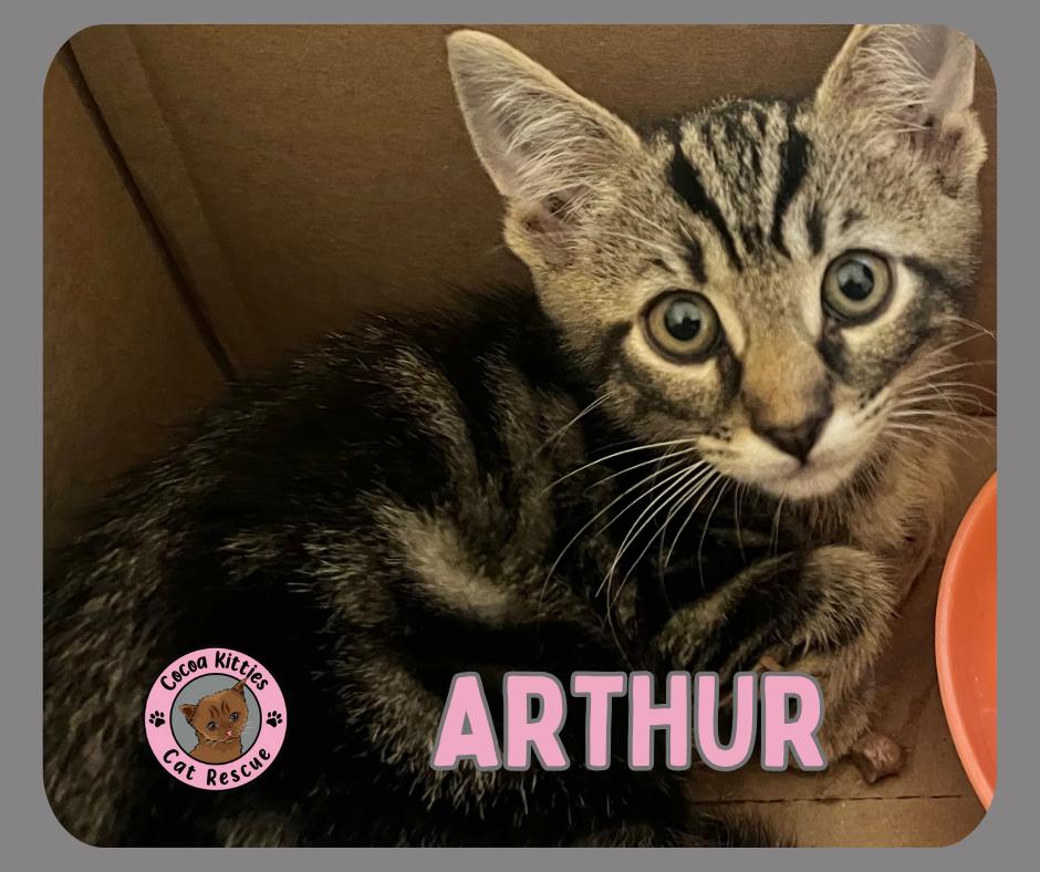 Arthur, a Adopted mixed breed in Hershey, PA image 6/6