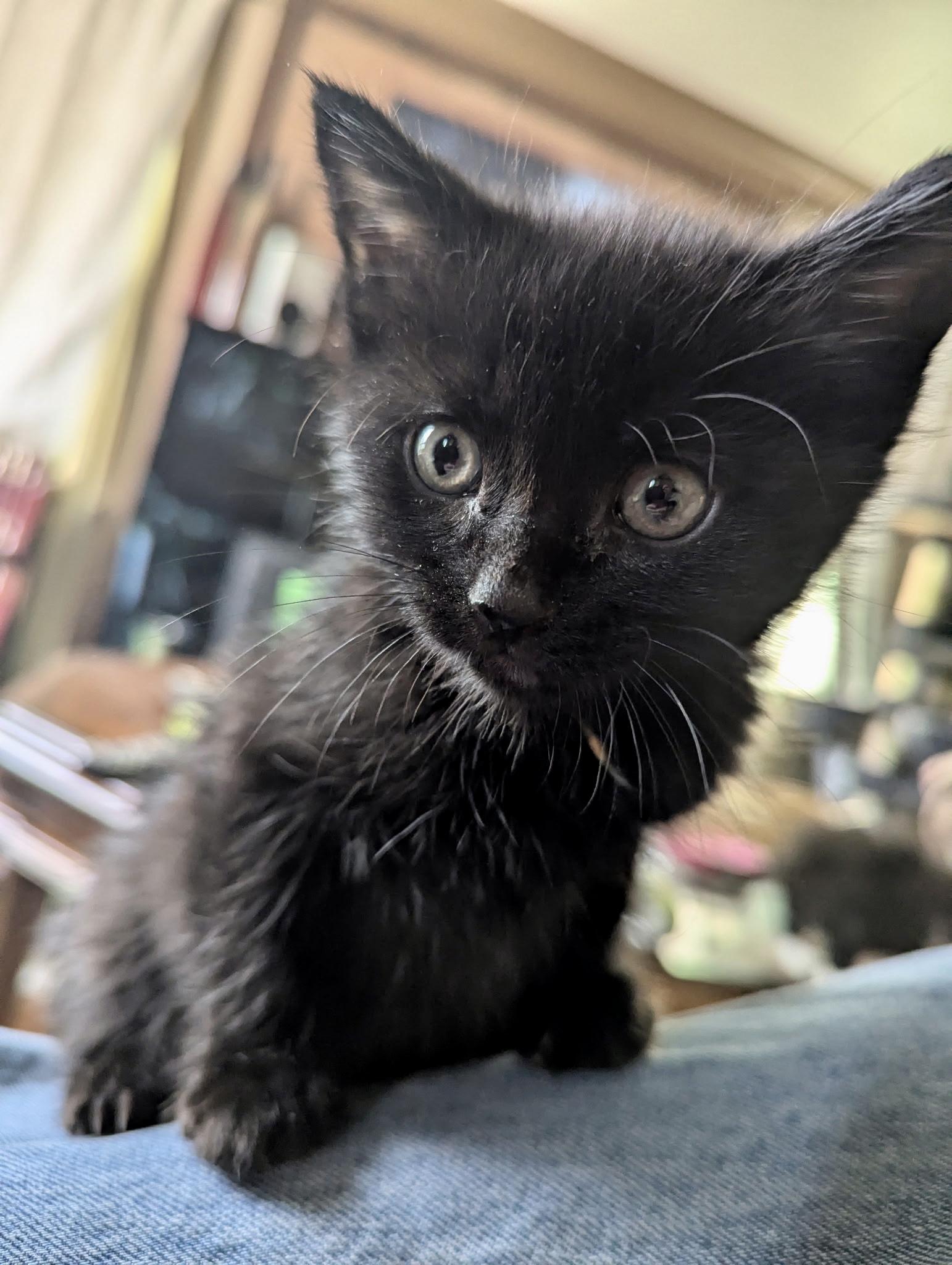 Enlarge Bagheera, a Adoptable Domestic Short Hair in Pocatello, ID image 6/6