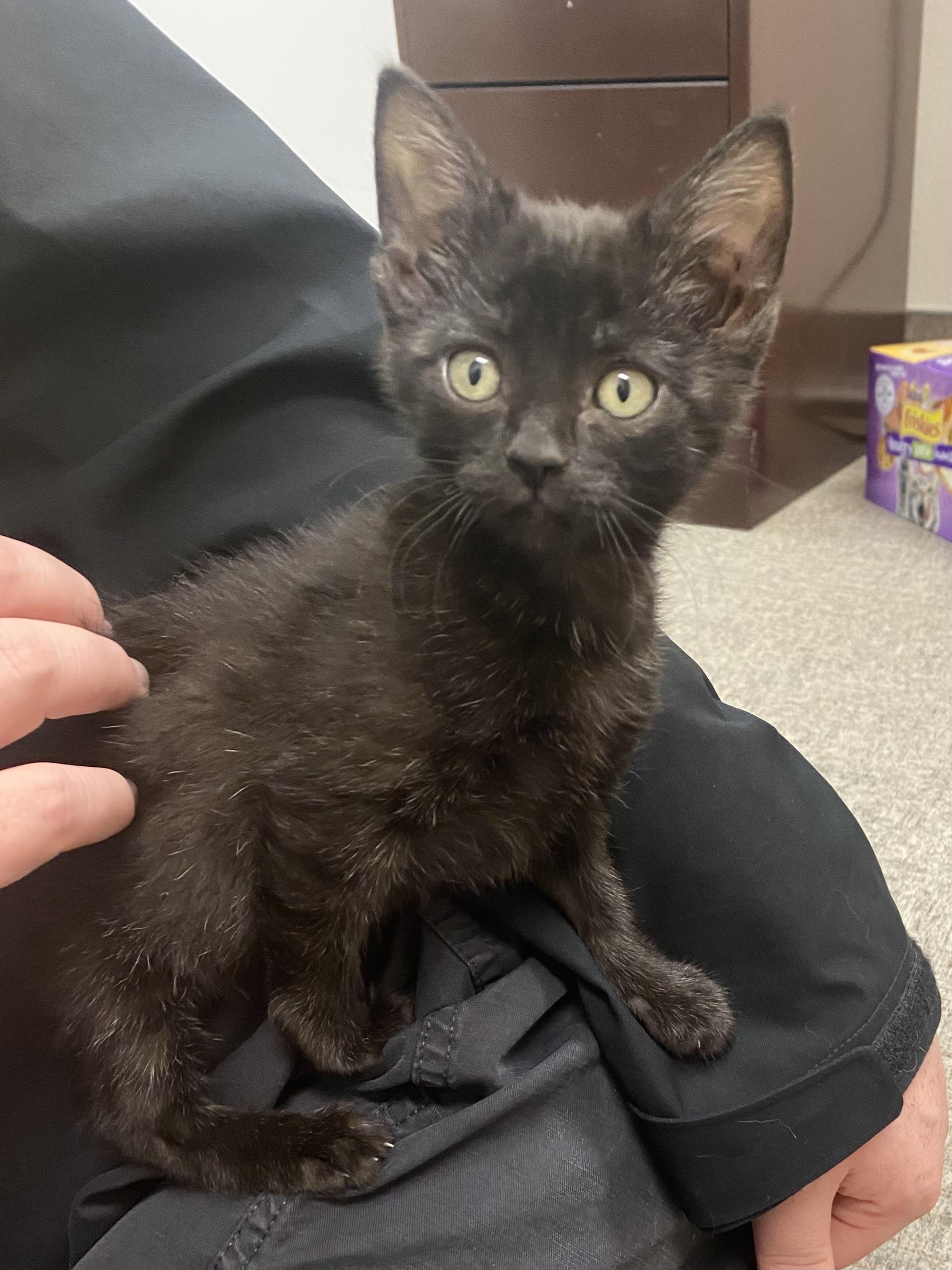Enlarge Bagheera, a Adoptable Domestic Short Hair in Pocatello, ID image 1/6