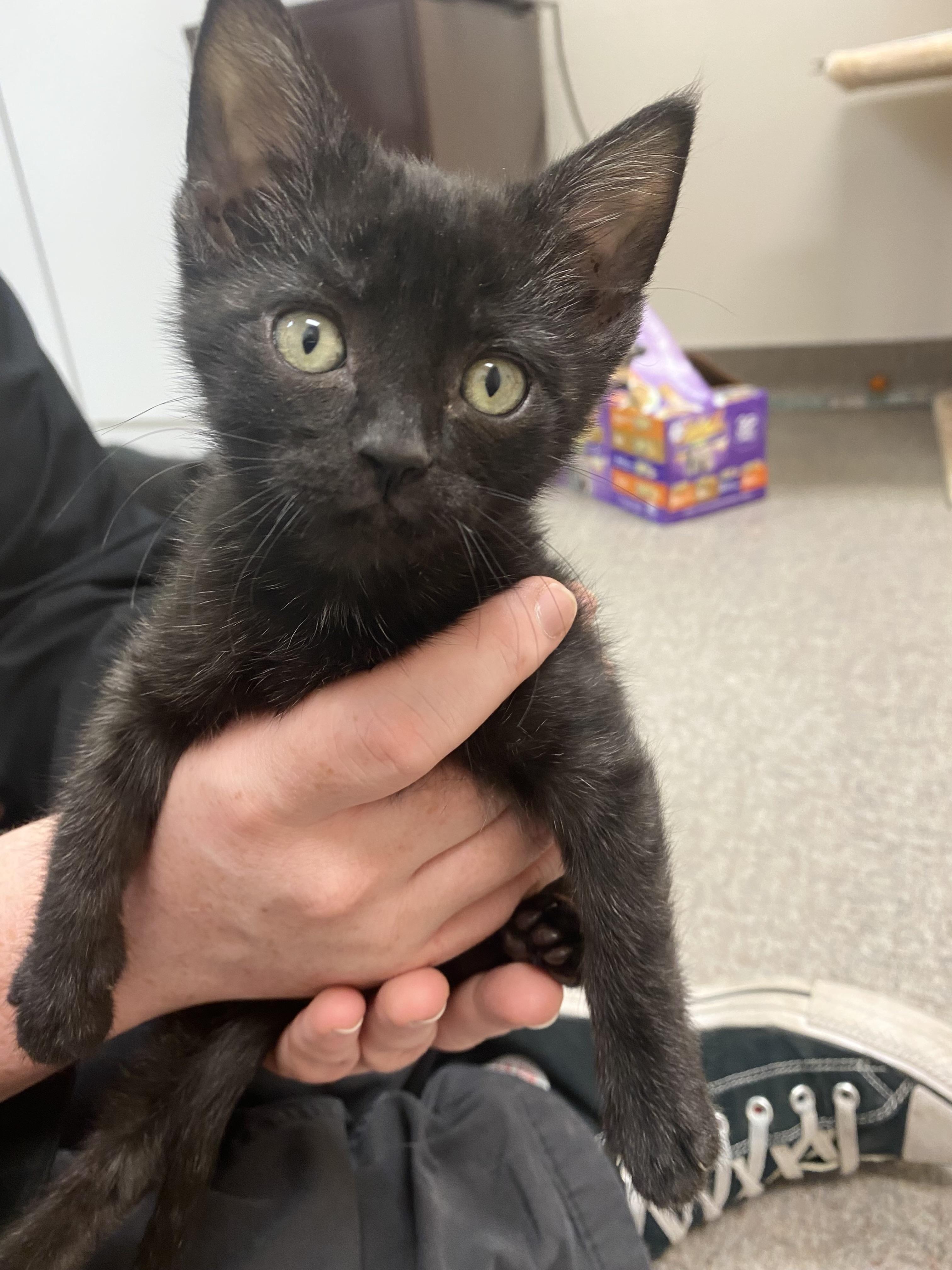 Enlarge Bagheera, a Adoptable Domestic Short Hair in Pocatello, ID image 3/6