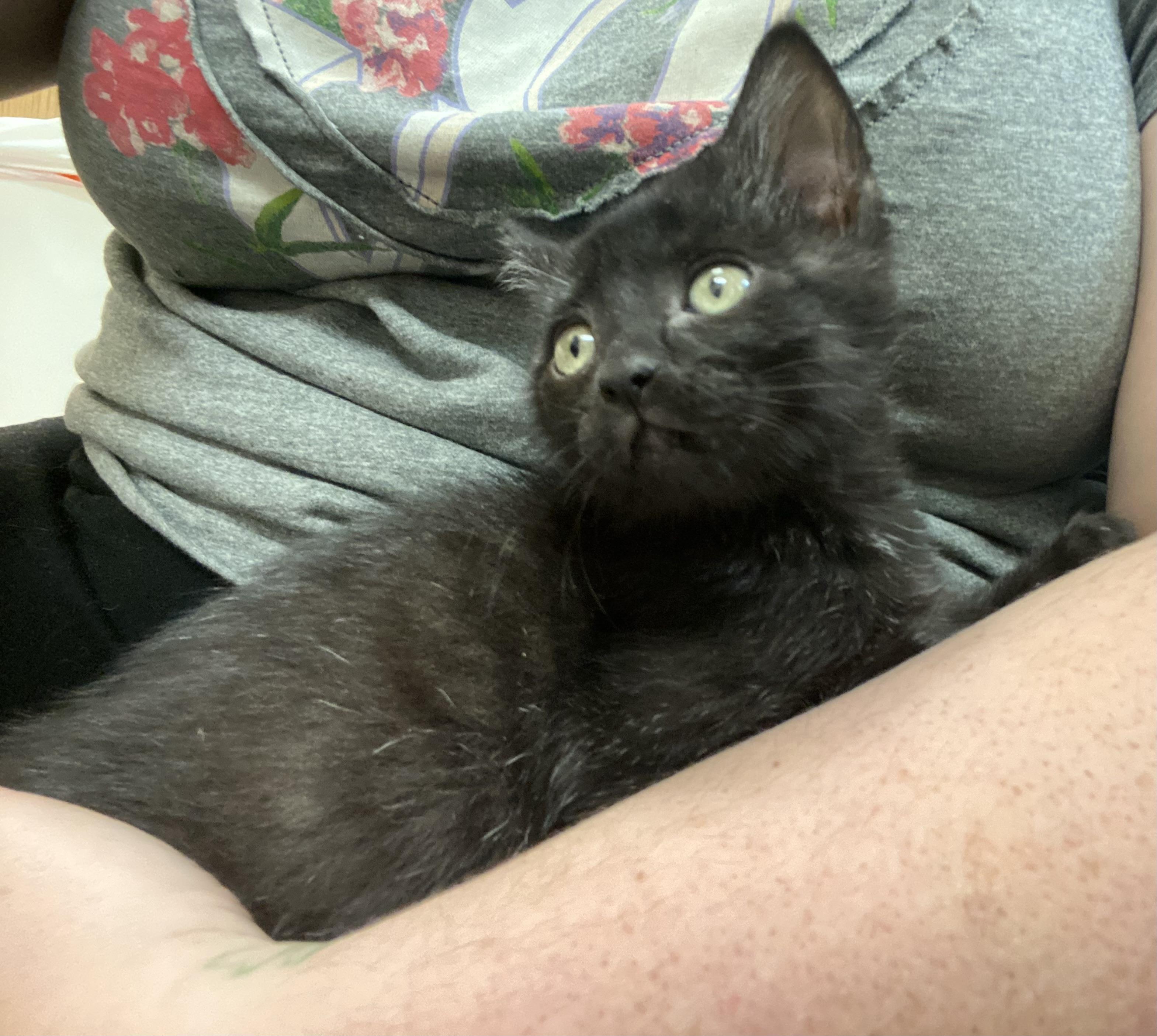Enlarge Bagheera, a Adoptable Domestic Short Hair in Pocatello, ID image 5/6