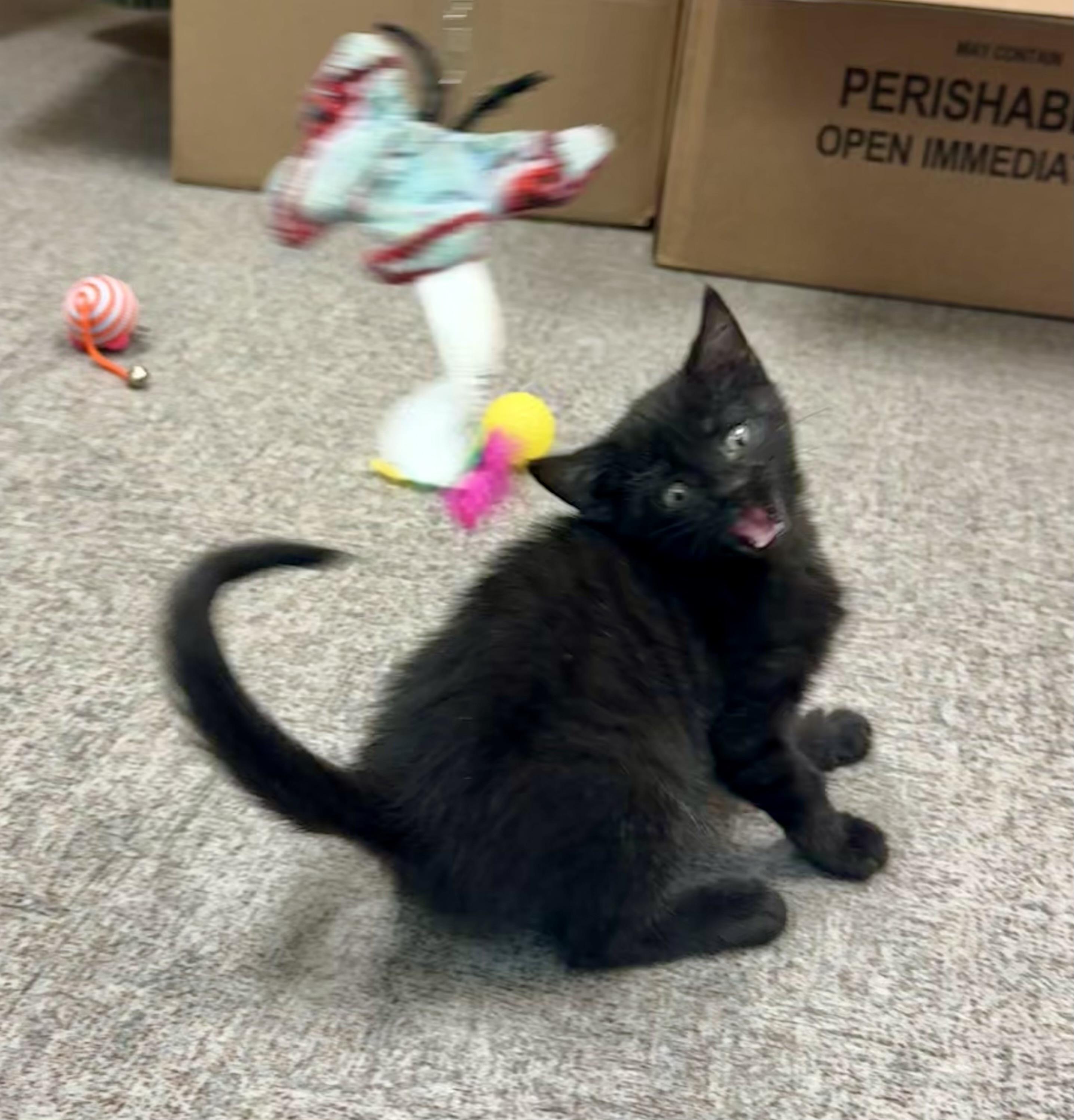 Enlarge Bagheera, a Adoptable Domestic Short Hair in Pocatello, ID image 4/6