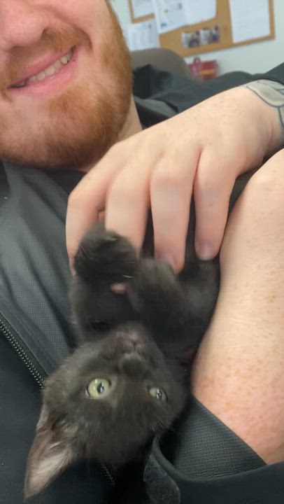 Enlarge Bagheera, a Adoptable Domestic Short Hair in Pocatello, ID video 2/6
