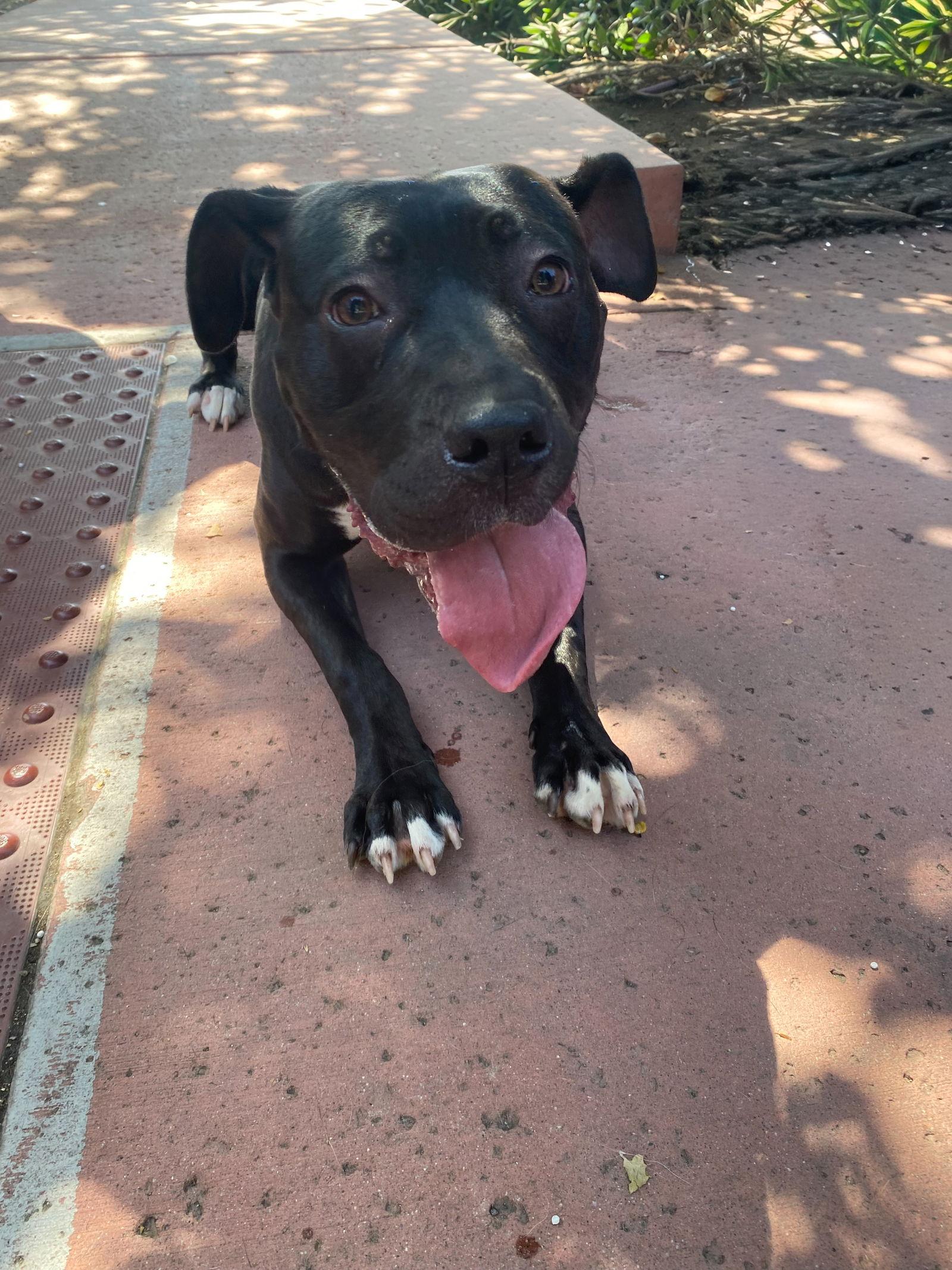 Lucy, a Adoptable mixed breed in La Verne, CA image 1/3