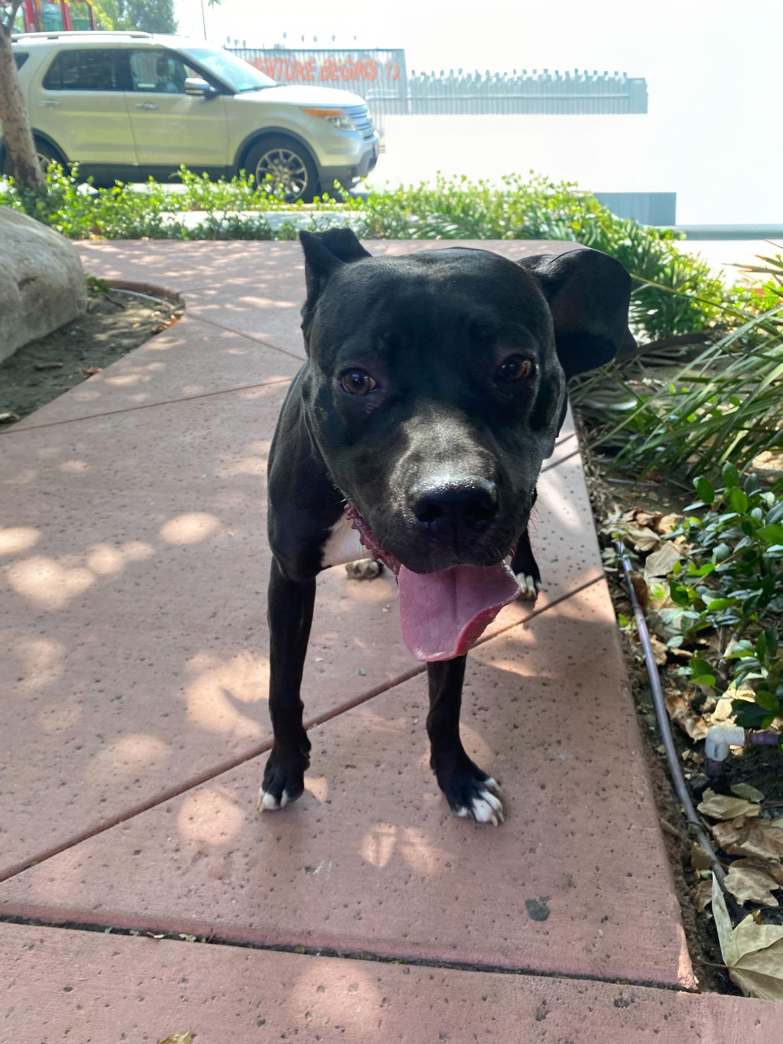 Lucy, a Adoptable mixed breed in La Verne, CA image 2/3