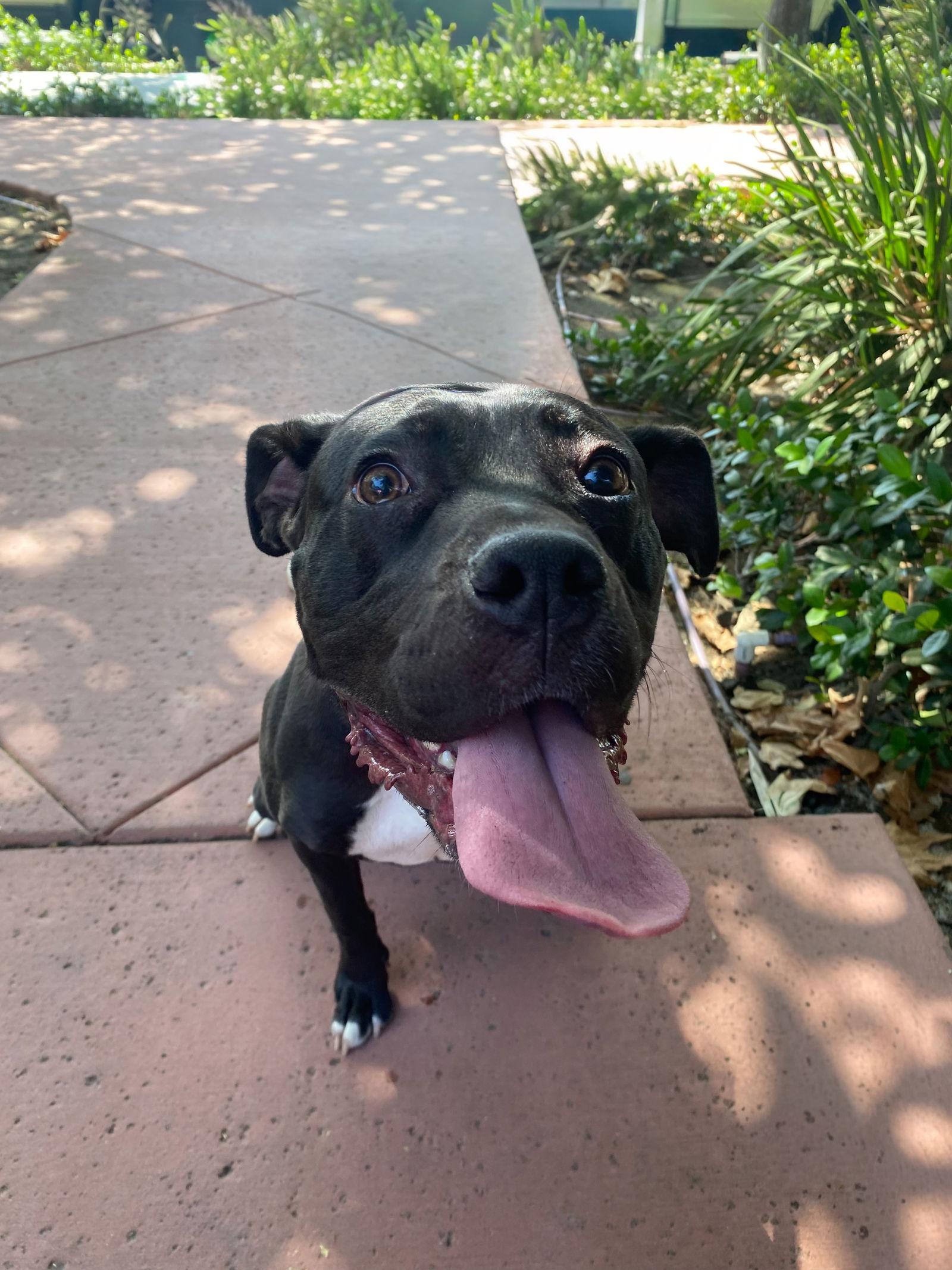 Lucy, a Adoptable mixed breed in La Verne, CA image 3/3
