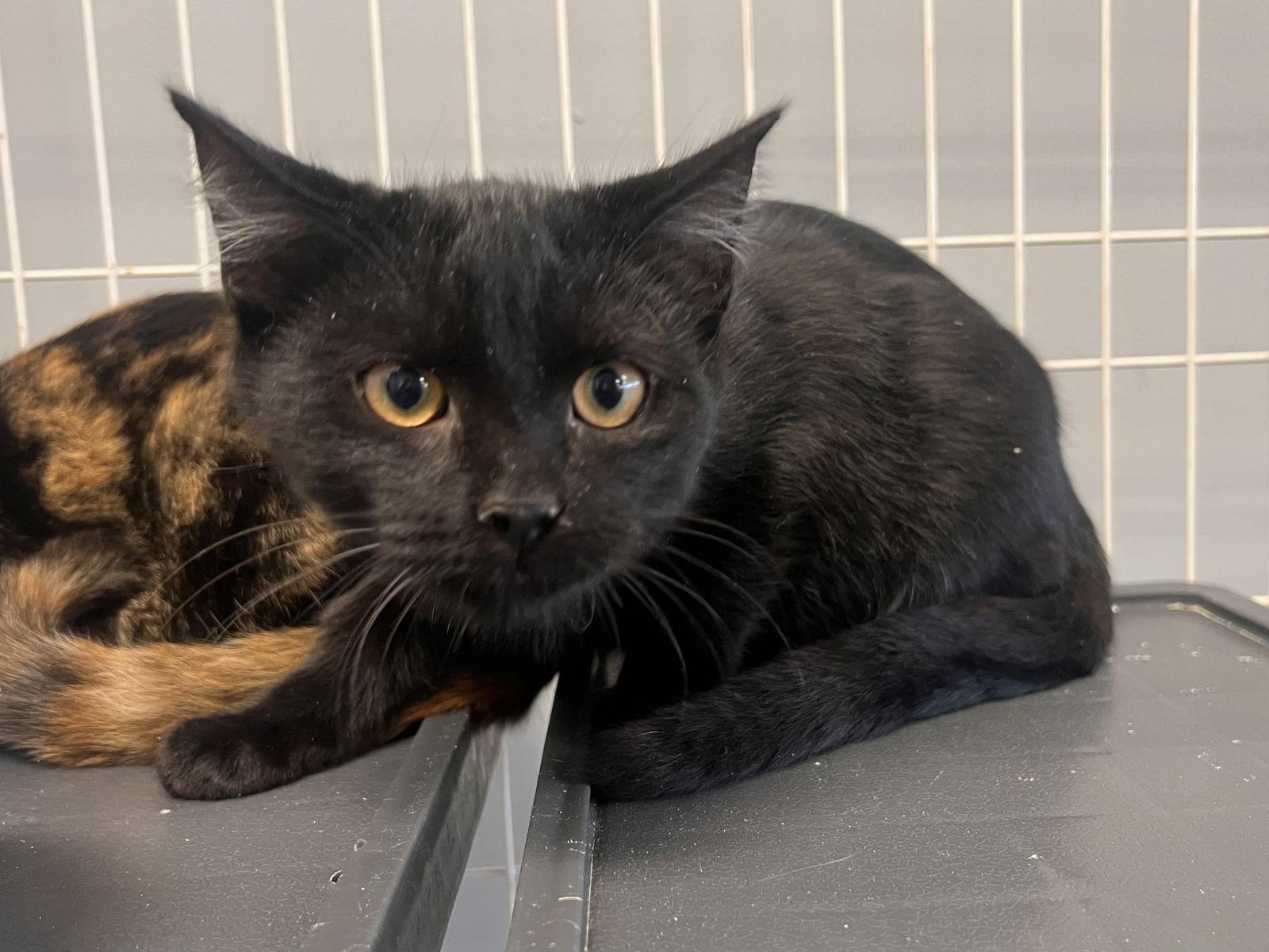 Mushroom, Adoptable, Young Male Domestic Short Hair.