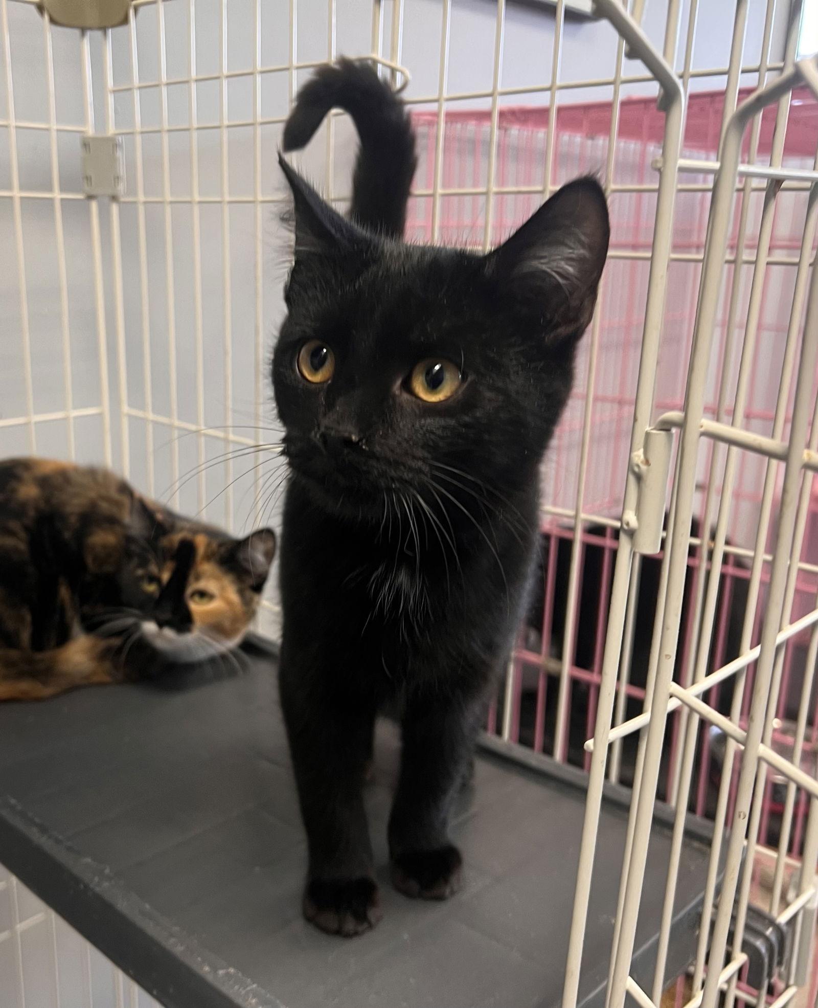 Mushroom, a Adoptable Domestic Short Hair in Georgetown, KY image 2/2