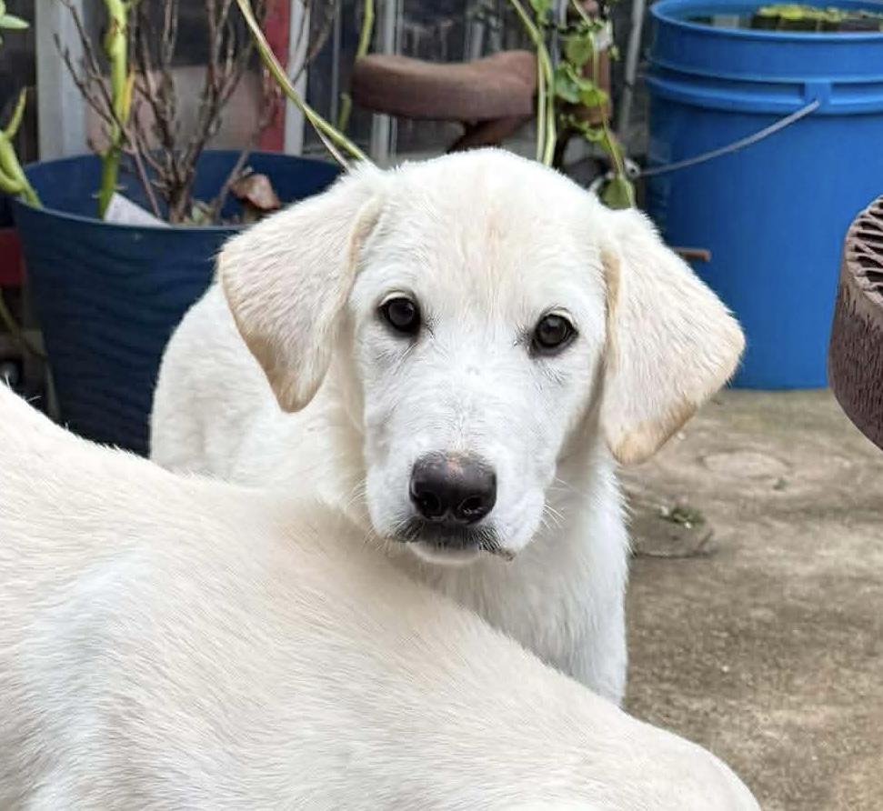 Wonder, a Adoptable Labrador Retriever in Bellingham, WA image 2/6