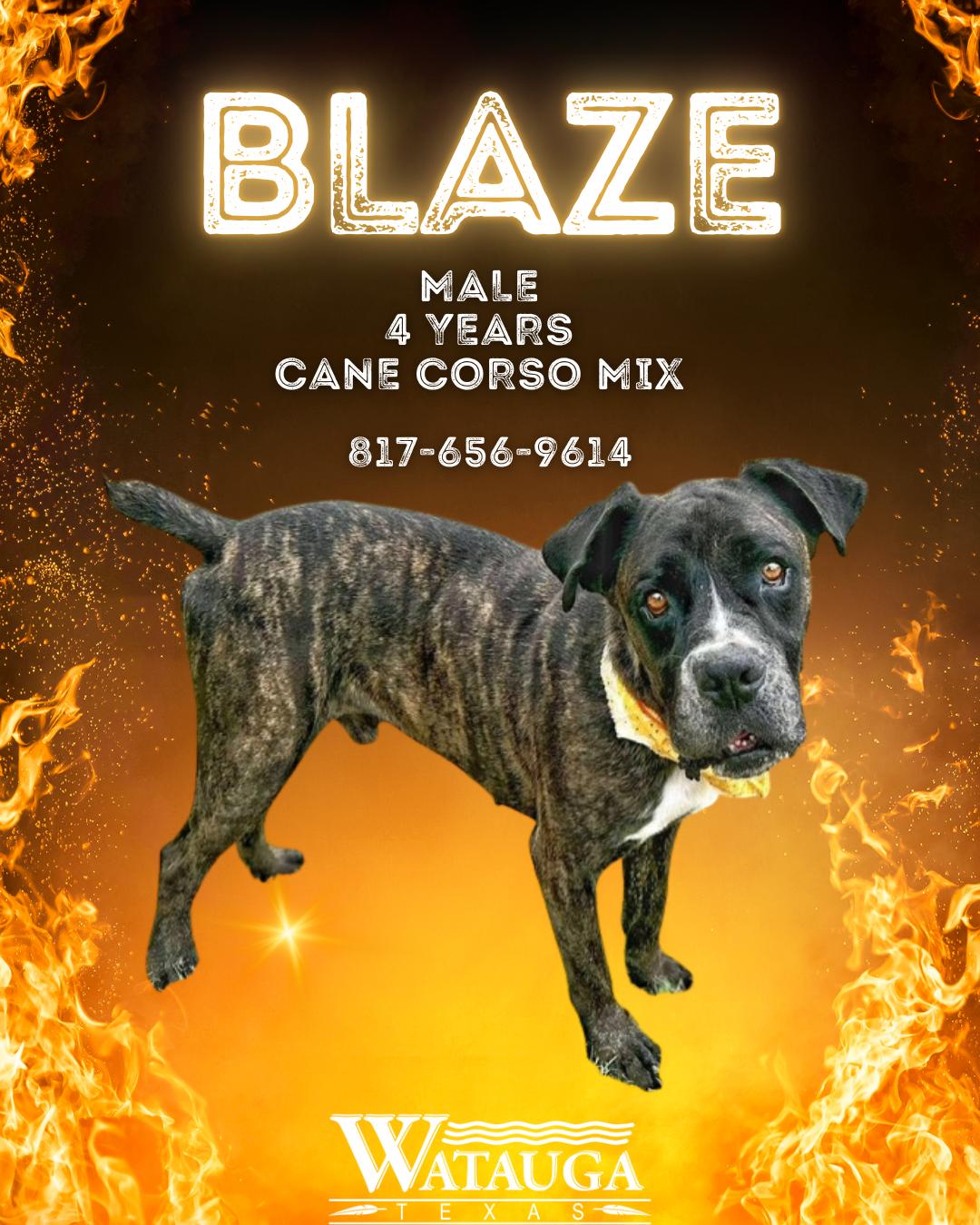 Blaze, ADOPTABLE, Adult Male Cane Corso.
