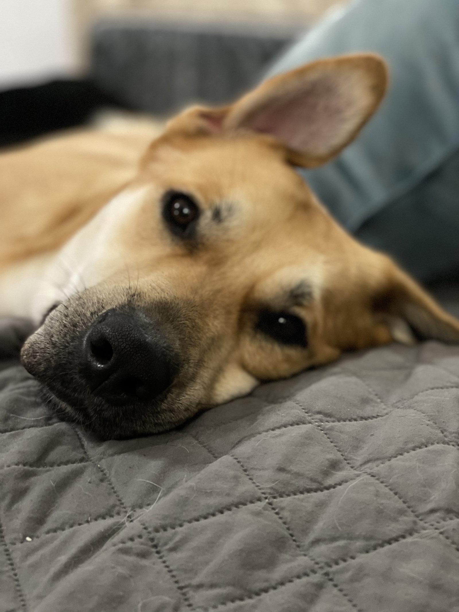 Diesel, Adopted, Adult Male Labrador Retriever.