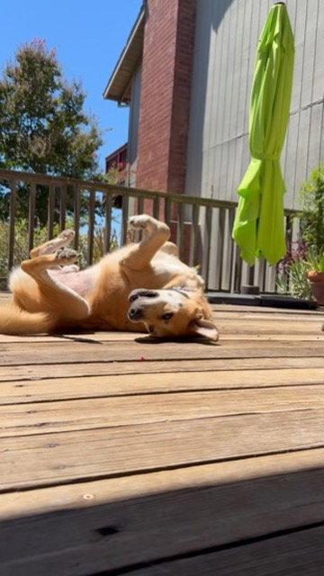 Enlarge Diesel, a Adopted Labrador Retriever in Roseville, CA image 2/3