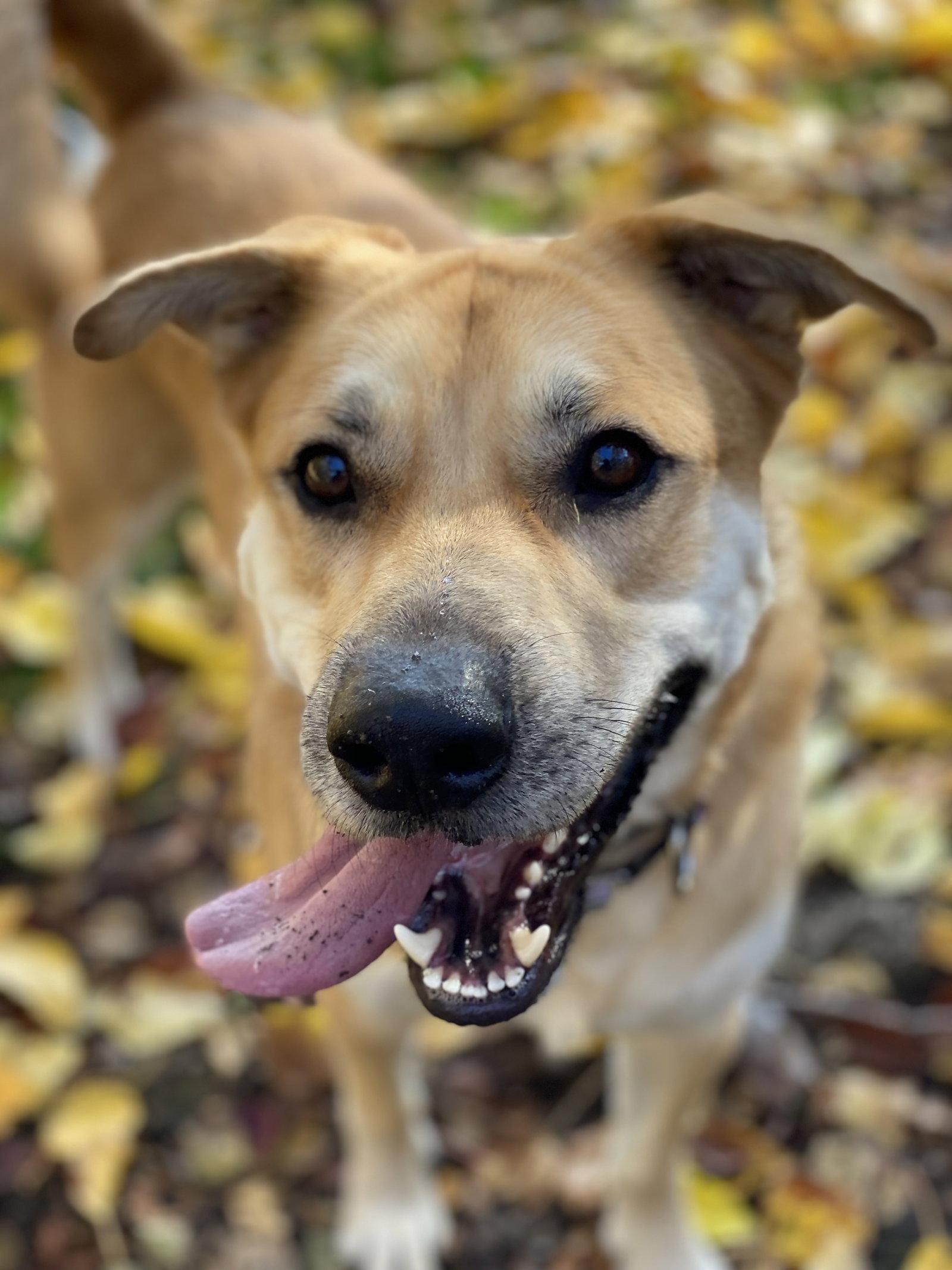 Enlarge Diesel, a Adopted Labrador Retriever in Roseville, CA image 3/3