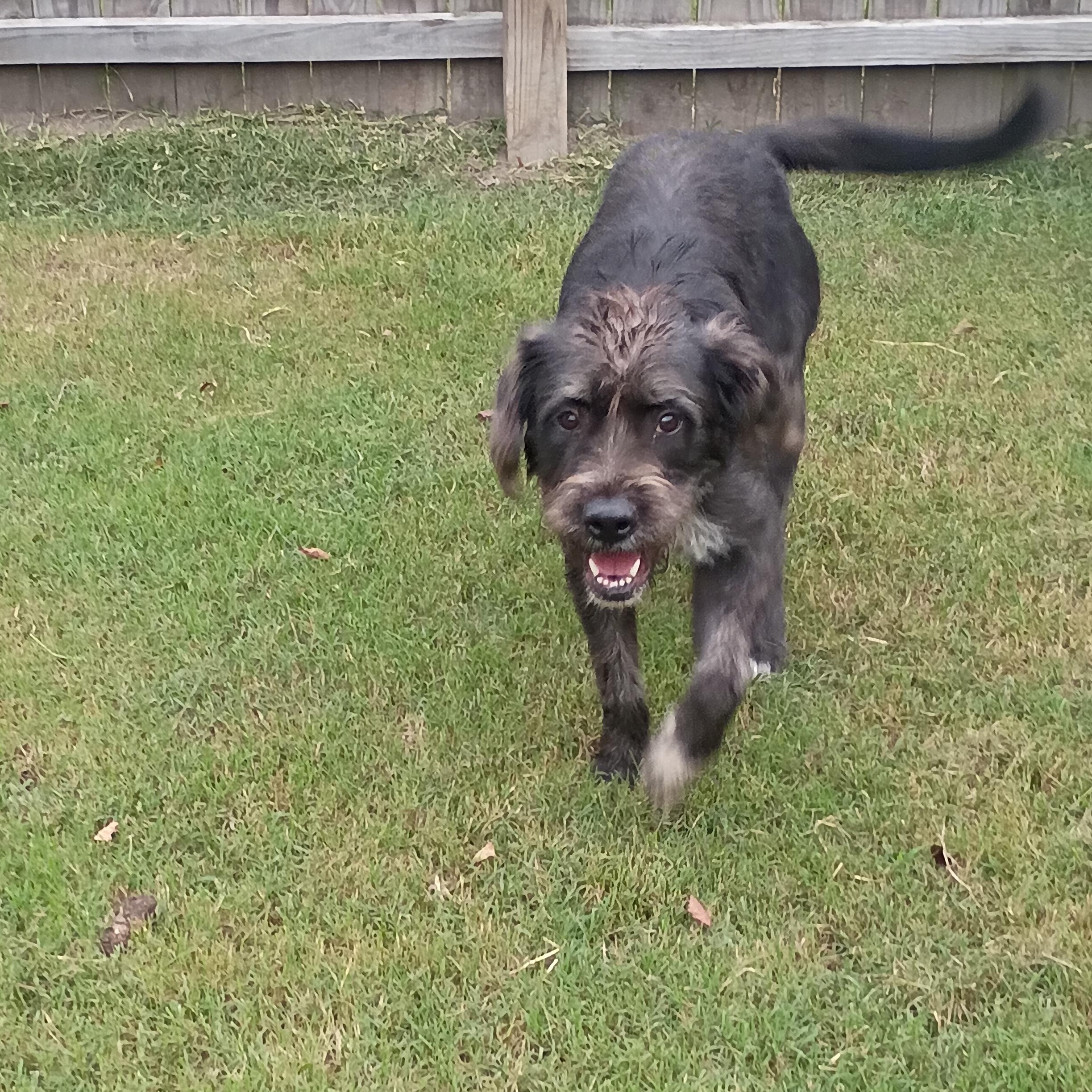 Stella, Adoptable, Young Female Poodle.