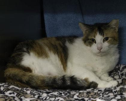 Kitty Morris — thumbnail 2