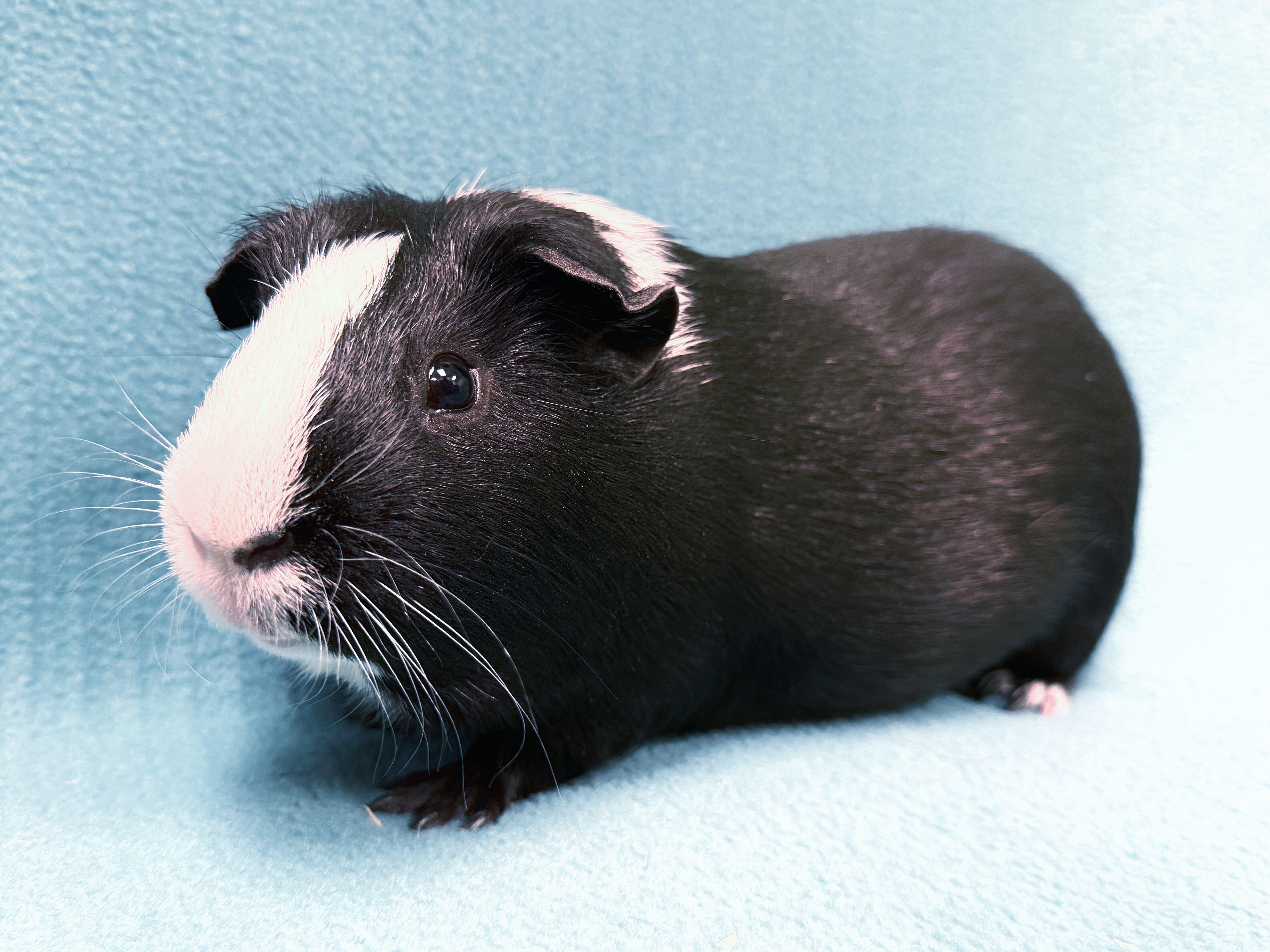 Midnight (A324072) & Piglet (A324073), a Adoptable Guinea Pig in Perkiomenville, PA image 1/2