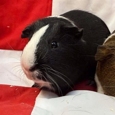 Midnight (A324072) & Piglet (A324073), a Adoptable Guinea Pig in Perkiomenville, PA image 2/2
