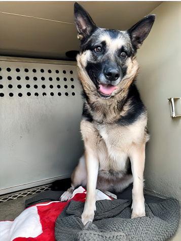 SALSA, Adoptable, Young Female German Shepherd Dog.