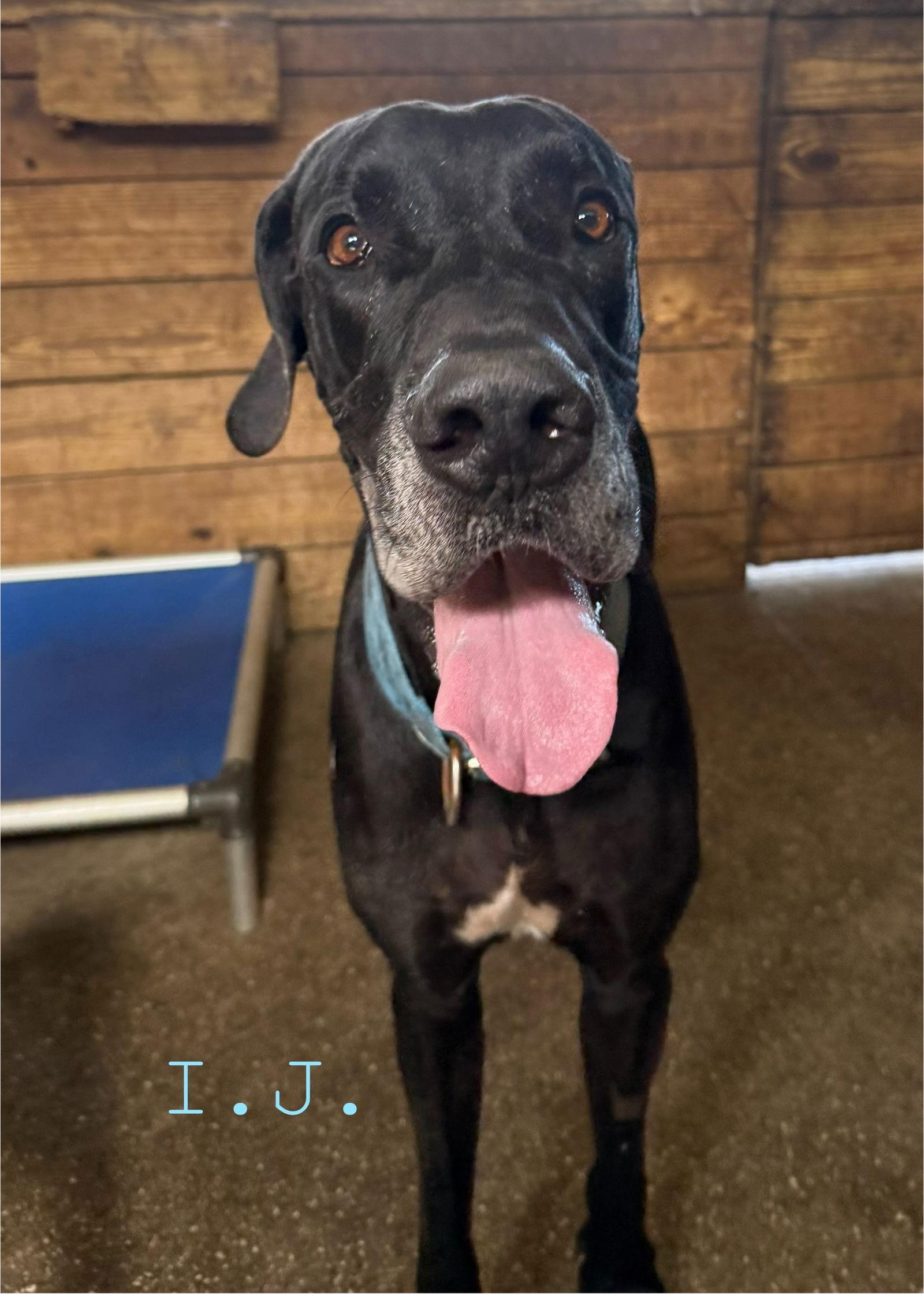 Enlarge Ij, a Adoptable Great Dane in Jupiter, FL image 1/2