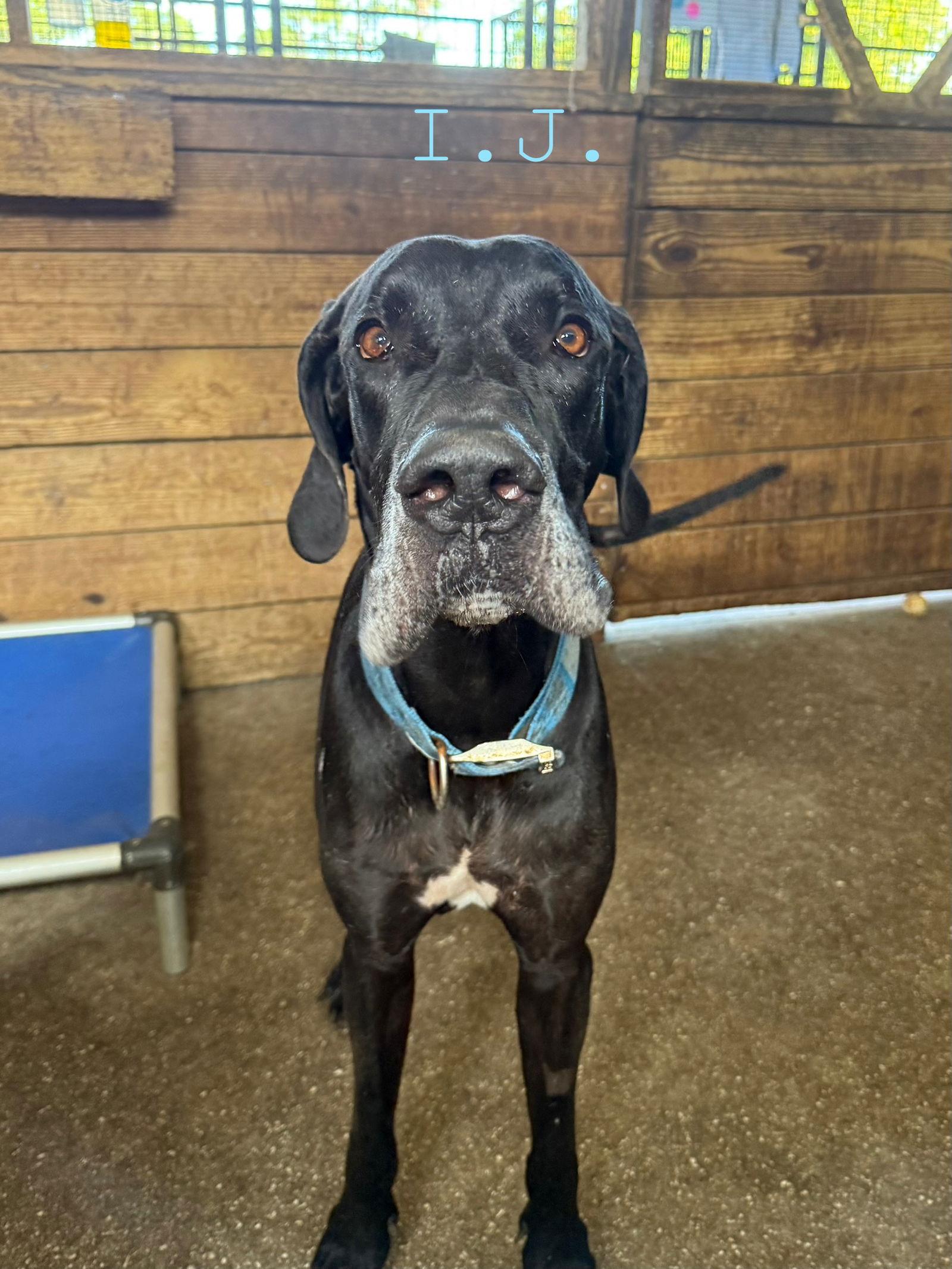 Enlarge Ij, a Adoptable Great Dane in Jupiter, FL image 2/2