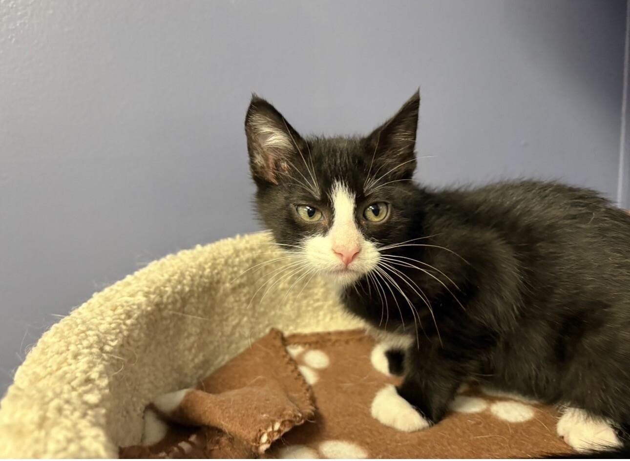 Riff, Adoptable, Kitten Male Tuxedo.