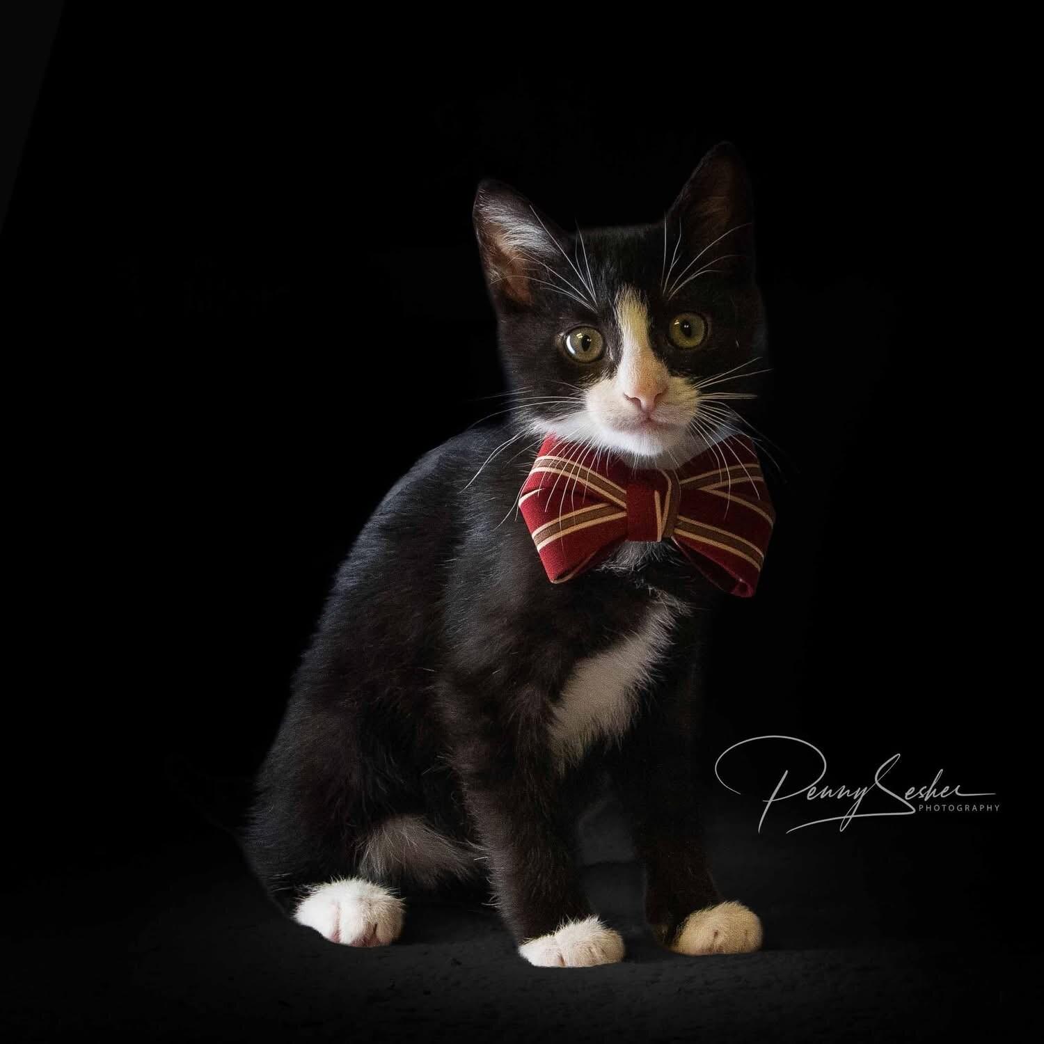 Riff, a Adoptable Tuxedo in Belton, MO image 3/3