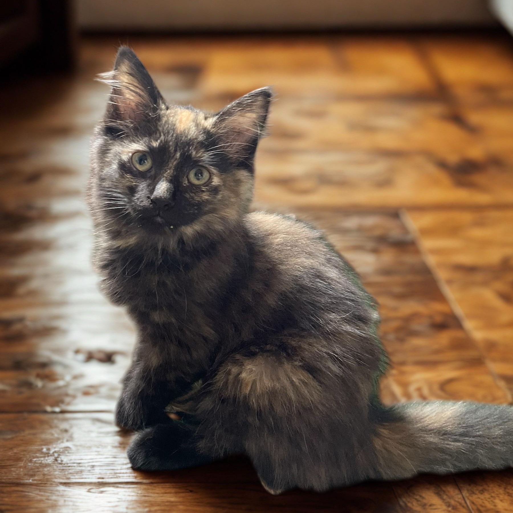 Enlarge P.B 0426 JT, a Adoptable Domestic Long Hair in West Bloomfield, MI image 1/2