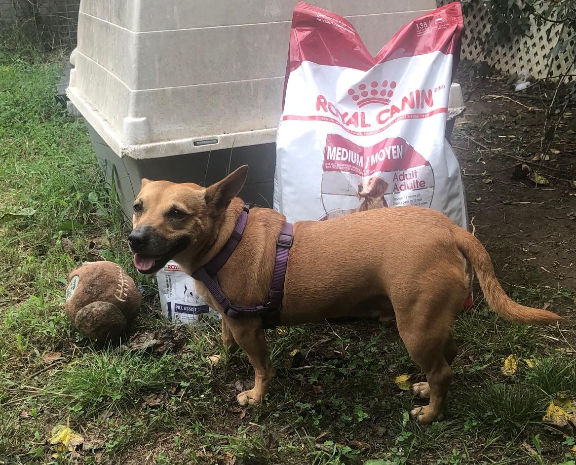 Tito, Adoptable, Adult Male Chihuahua.