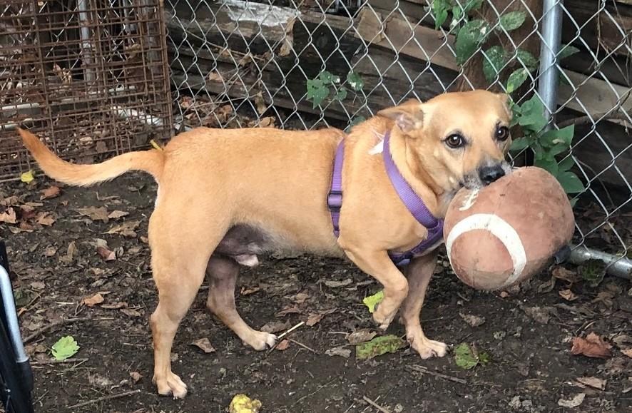 Enlarge Tito, a Adoptable mixed breed in Tulsa, OK image 2/2