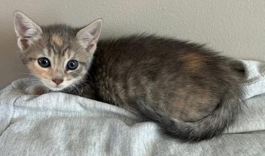 Enlarge Betty, an adopted Domestic Short Hair in Lafayette, LA image 3/6