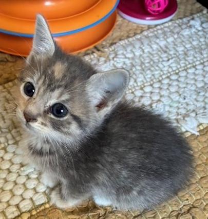 Betty, Adoptable, Kitten Female Domestic Short Hair.