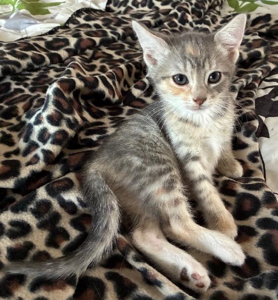 Enlarge Betty, an adopted Domestic Short Hair in Lafayette, LA image 5/6