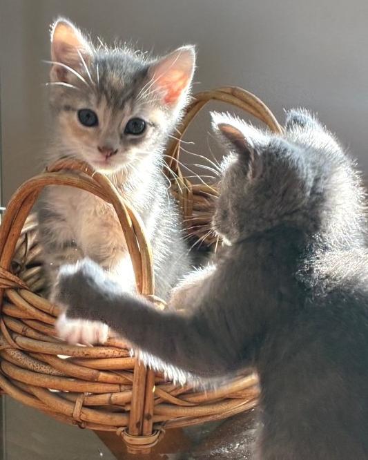 Enlarge Betty, an adopted Domestic Short Hair in Lafayette, LA image 2/6