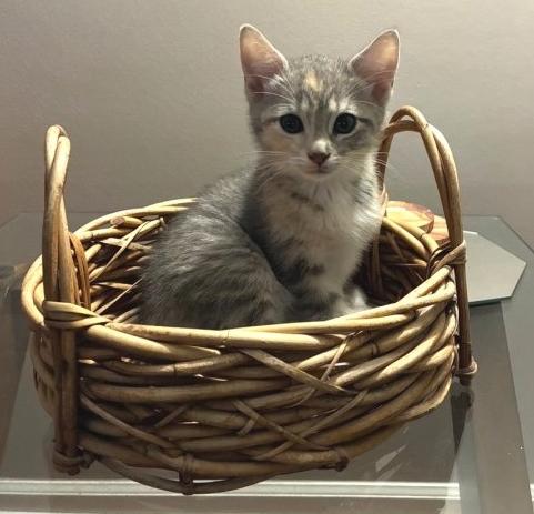 Enlarge Betty, an adopted Domestic Short Hair in Lafayette, LA image 4/6