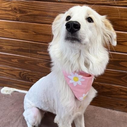 Snow, an adoptable Great Pyrenees, Akbash in Plano, TX, 75025 | Photo Image 1
