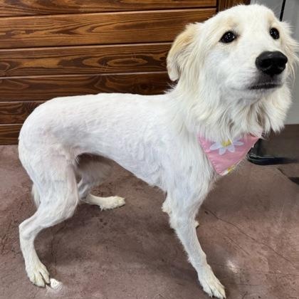 Snow, an adoptable Great Pyrenees, Akbash in Plano, TX, 75025 | Photo Image 2
