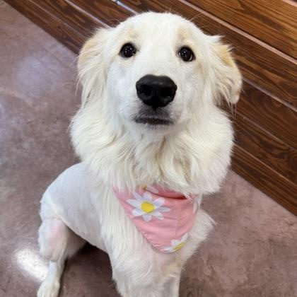 Snow, an adoptable Great Pyrenees, Akbash in Plano, TX, 75025 | Photo Image 3
