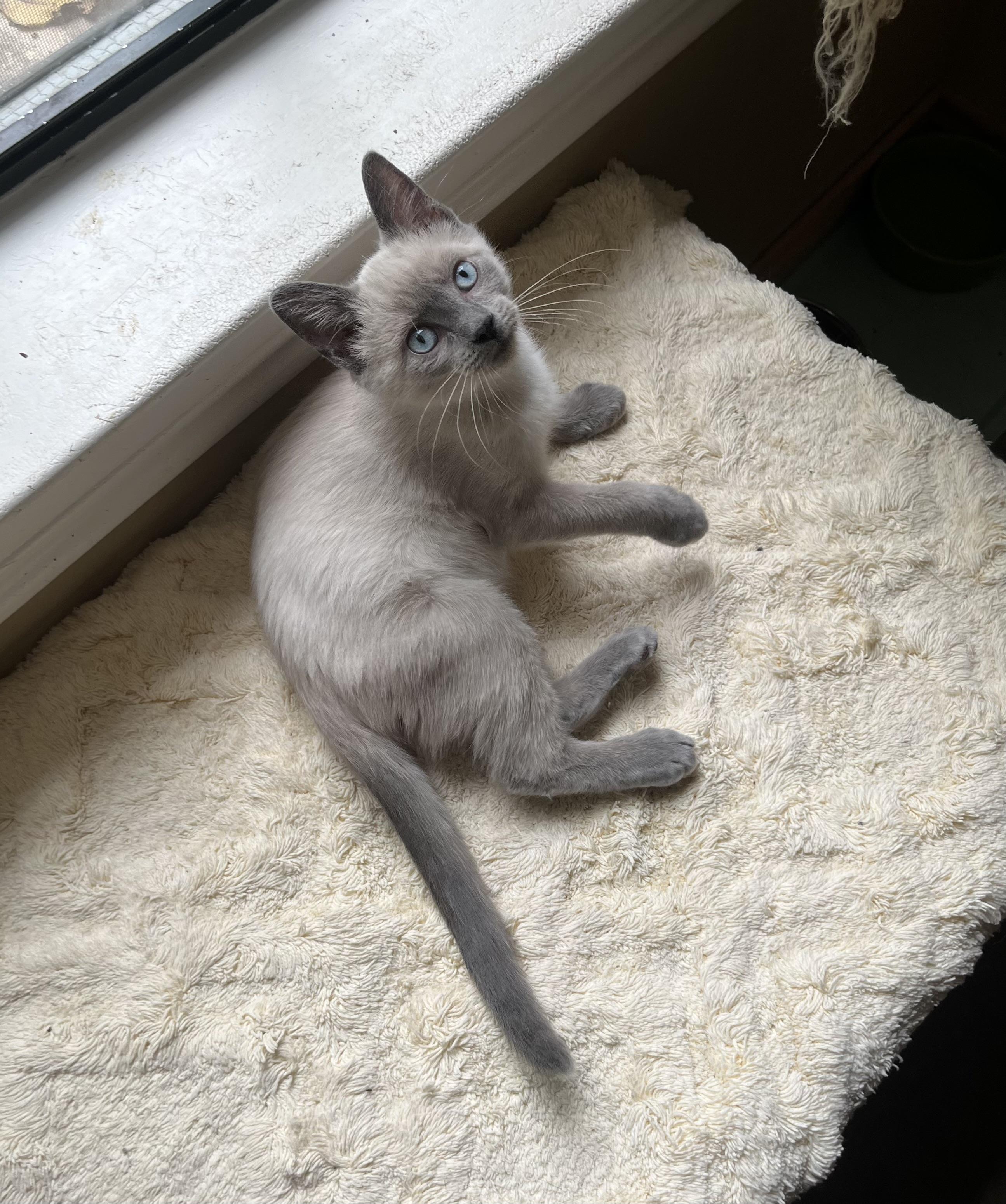 Turbo, Adoptable, Kitten Male Siamese & Domestic Short Hair.