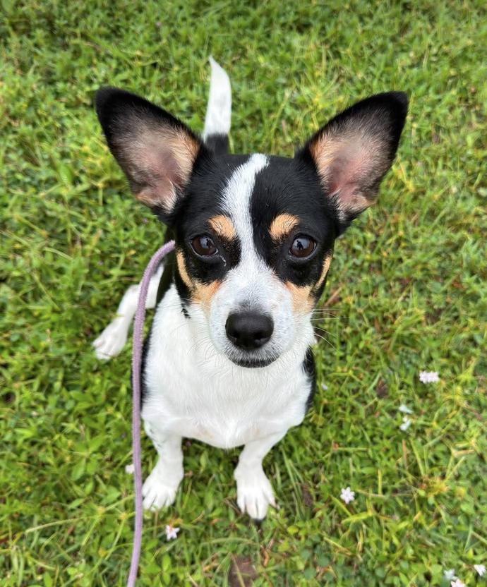 Enlarge Jackie, a Adoptable mixed breed in Osteen, FL image 1/3