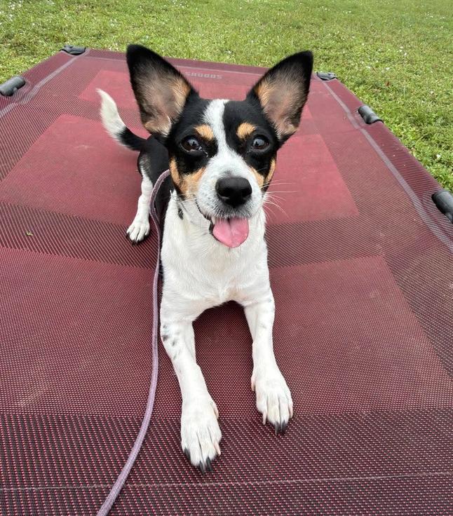 Enlarge Jackie, a Adoptable mixed breed in Osteen, FL image 2/3