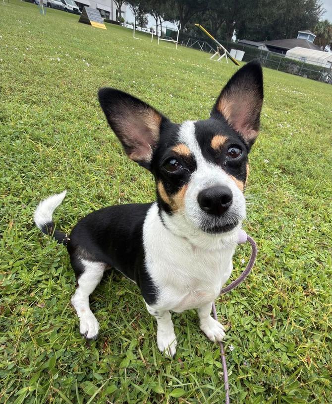 Enlarge Jackie, a Adoptable mixed breed in Osteen, FL image 3/3