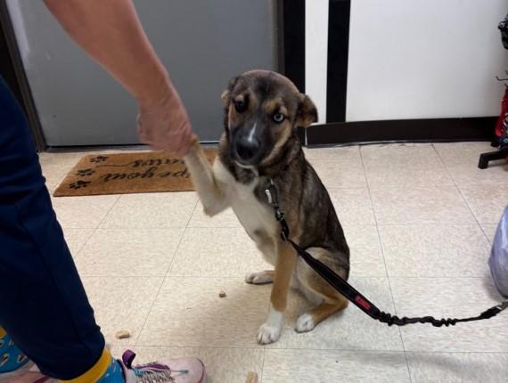 Enlarge SHADOW, a Adoptable mixed breed in Sugar Land, TX image 1/1