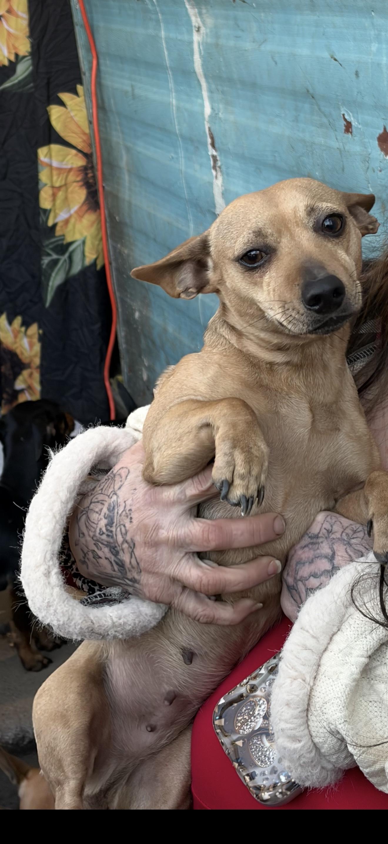 Enlarge ANNA, an adopted mixed breed in Newborn, GA image 6/6